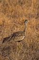 129 Zuid-Afrika, Sabi Sand Game Reserve, zwartbuiktrap